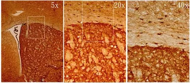 Musashi 1 antibody [N3C3]