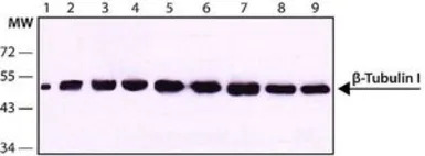 beta Tubulin I antibody [SAP.4