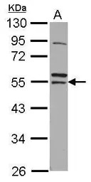 RNF14 antibody [N1C1]