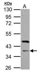 FBXO8 antibody