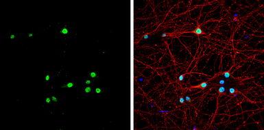 Muscleblind-like 1 antibody