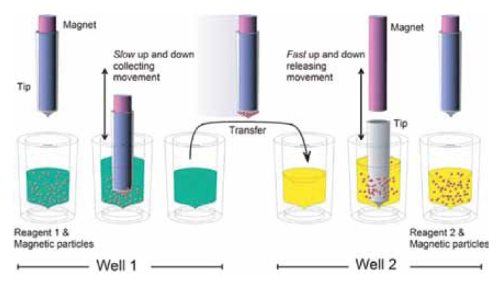 赛默飞 KingFisher Flex 磁珠提取纯化系统