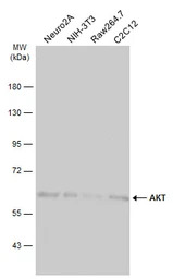 AKT antibody [N3C2], Internal