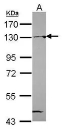 NAT10 antibody [N1N2], N-term