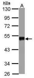 SNIP1 antibody [N1C3]