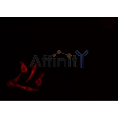 AF5229 Cytochrome P450 19A1 Antibody - Internal IF/ICC 293 cells