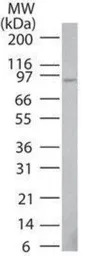 TNFAIP3 antibody [59A426]