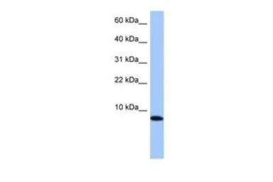 TNP1 antibody, N-term