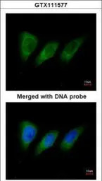 PKN2 antibody [N1N3]