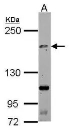 TNIK antibody