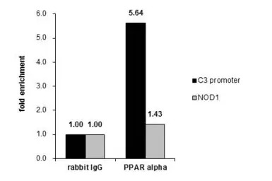 PPAR alpha antibody