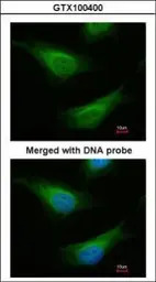 FANCC antibody [N1C1]