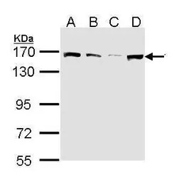 SMC1A antibody