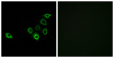 OR51S1 antibody