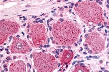 5-HT1D receptor antibody