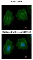 Filamin A antibody [C2], C-ter