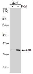 PKM antibody