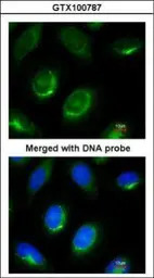 Laminin beta 1 antibody