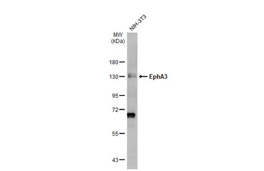 EphA3 antibody [N1N3]