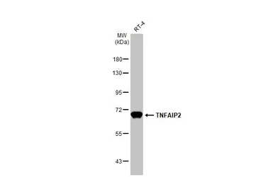 TNFAIP2 antibody [C1C3]