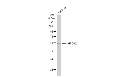 IMPDH2 antibody [N2C1], Intern
