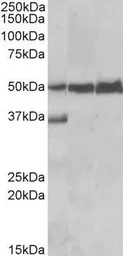 LSP1 antibody, C-term