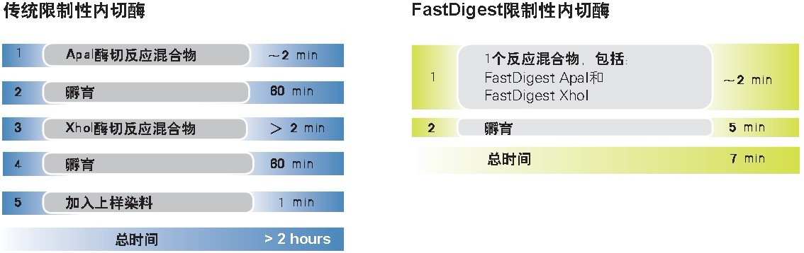 FastDigest快速限制性内切酶