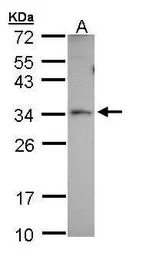 PEX26 antibody