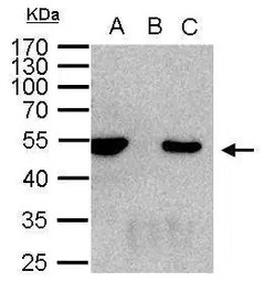 HDAC3 antibody [C3], C-term