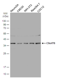 C9orf78 antibody [N1C2]