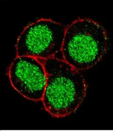 FLI1 antibody, Internal