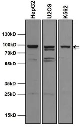 AHR antibody [RPT1]