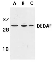 DEDAF antibody