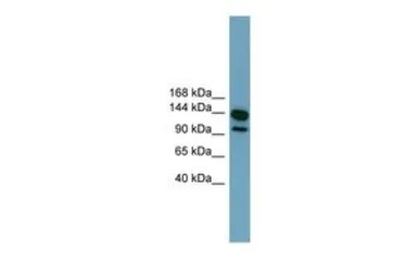 LRRC66 antibody, Internal