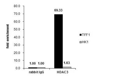HDAC3 antibody