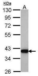 HSD3a antibody [N1C2]