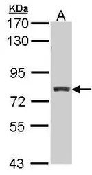 RFX3 antibody [N2C1], Internal