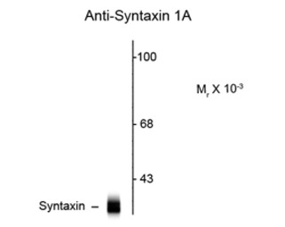Syntaxin antibody [SP8]