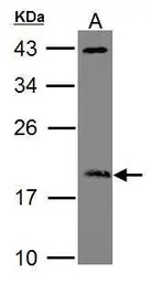ARF3 antibody