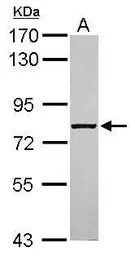 ABCF3 antibody [N1N3]