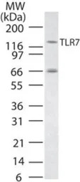 TLR7 antibody