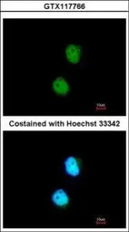 LSM4 antibody [N1C3]