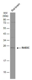RAB3C antibody [N1C3]