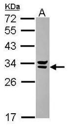 Syntenin 2 antibody [N2C3]