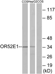 OR52E1 antibody