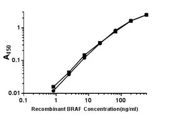 B-Raf antibody [4B2]