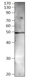 BMP8 antibody
