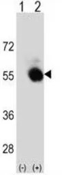 SELENBP1 antibody, C-term