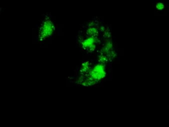 SOX17 antibody [3B10]