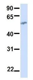 BTN2A1 antibody, N-term